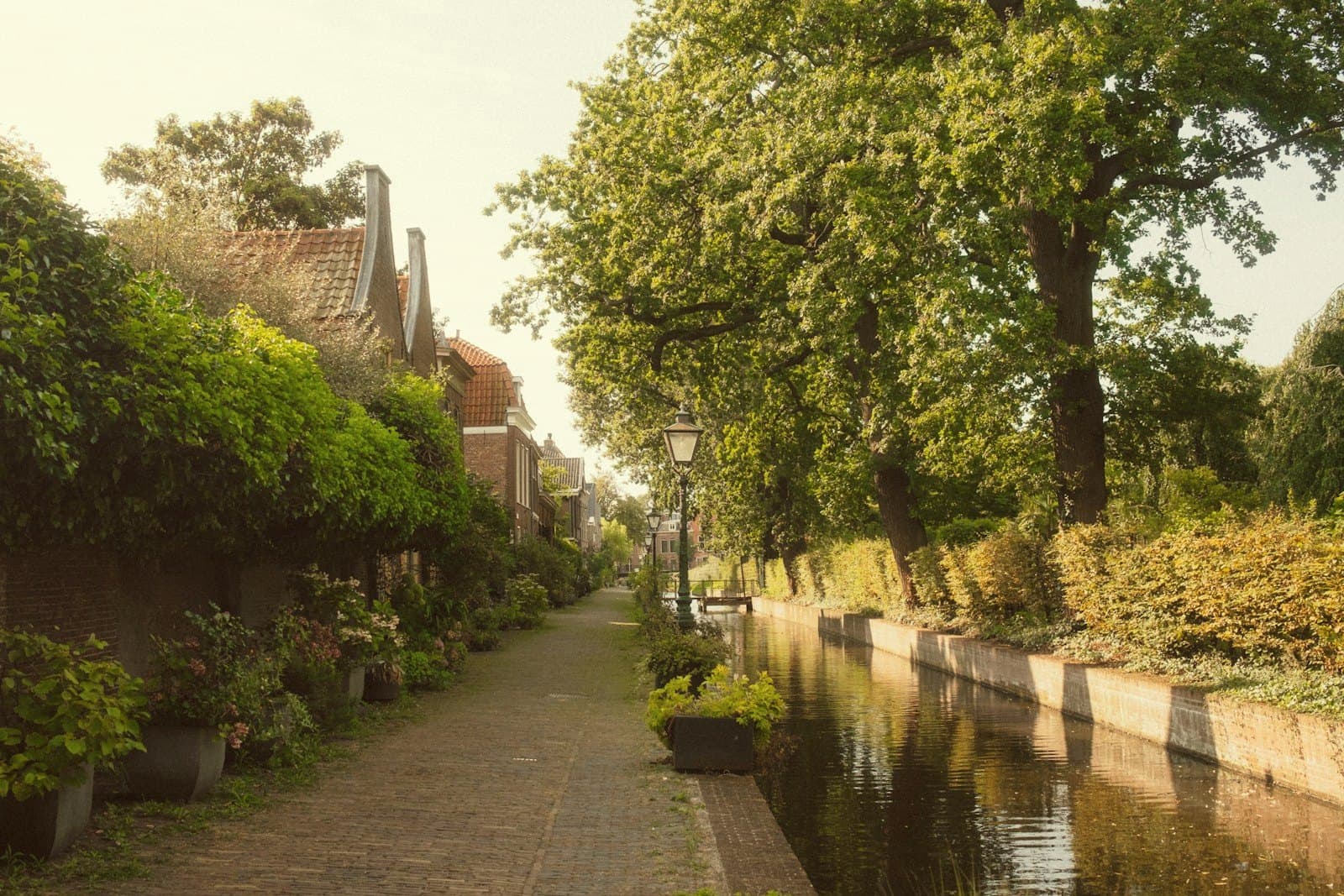 Nederlands grachtje langs woonhuizen, met bomen en begroeiing in de zon